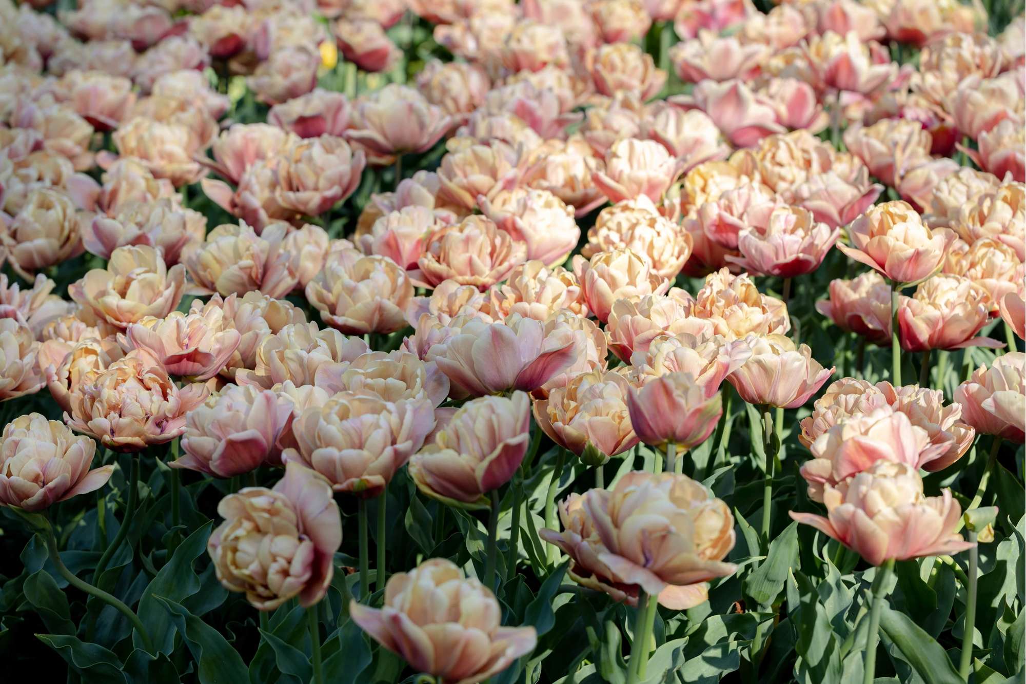 Tulpe 'La Belle Époque'